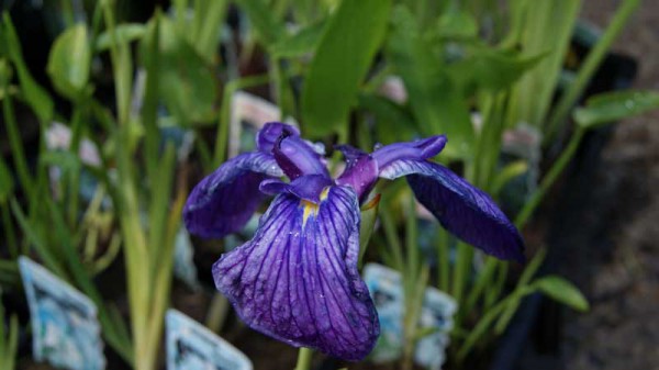 Iris ensata, Japanische Iris