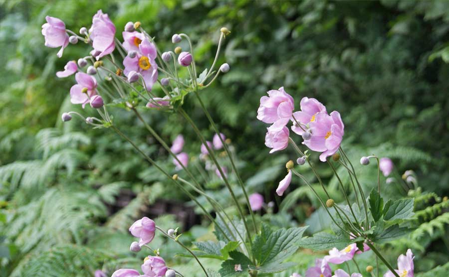 anemone-japonica-rosa-herbstblueher1-bambuswald