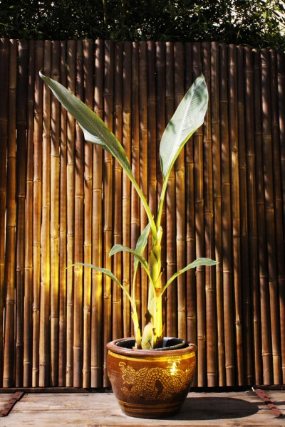 Golden Lotus Banane - Musella Lasiocarpa
