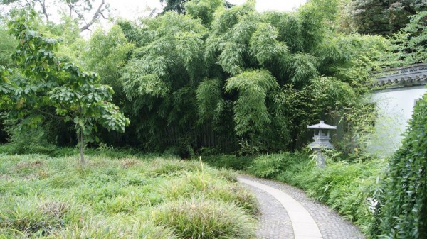 Lieblicher Bambus, Phyllostachys flexuosa