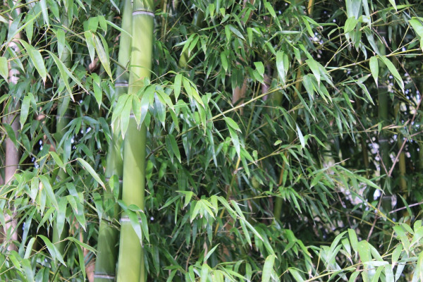 Eleganter Bambus, Phyllostachys vivax Mc Clure