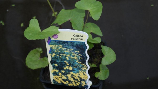 Caltha palustris 'Multiplex', Sumpfdotterblume