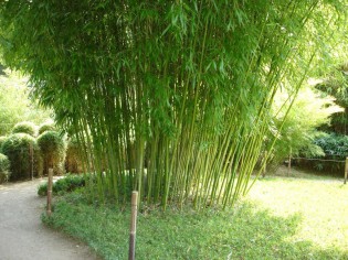 Grüner Pulver Bambus, Phyllostachys viridiglaucescens