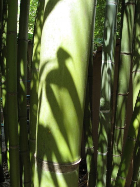 Goldhaar Bambus, Phyllostachys nigra Henonis