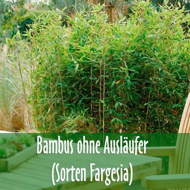 Bambus ohne Ausläufer