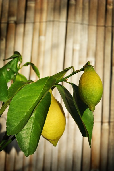 Citrus limon, Zitronenpflanze