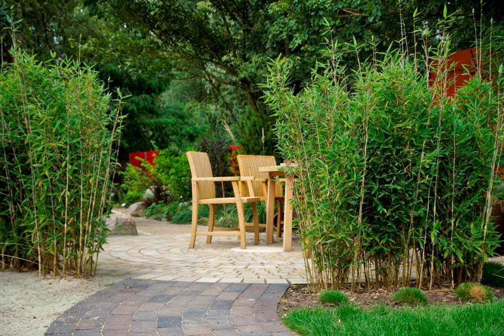 Holen Sie sich ein Stück Urlaub in den Garten mit diesem saftig grünen Bambus !
