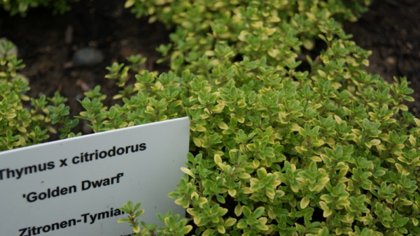 Gelber Zitronenthymian, Thymus citriodorus 'Golden Dwarf'