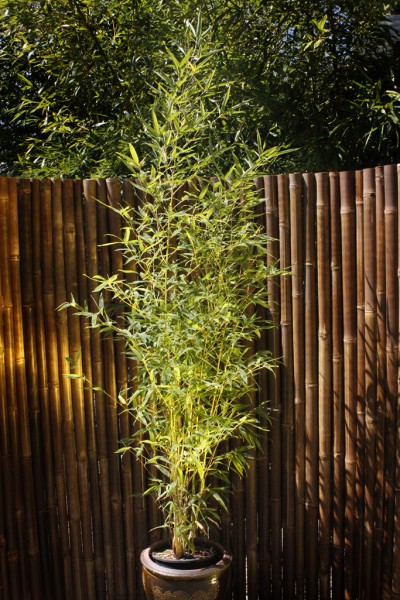 Koi Goldrohr Bambus , Phyllostachys aurea Koi