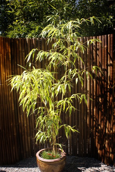 Grüner Furchen Bambus, Phyllostachys vivax &#039;Huangwenzhu Inversa`