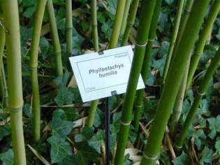 Bronze Bambus, Phyllostachys humilis