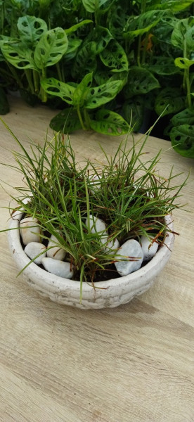 Garten Schlangenbart, Ophiopogon japonicus ‘Variegata’ – Silver Mist