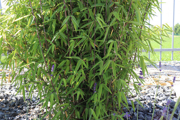 Kugeliger Bambus, Fargesia nitida 'Volcano'