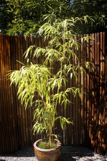 Grüner Furchen Bambus, Phyllostachys vivax Huangwenzhu Inversa