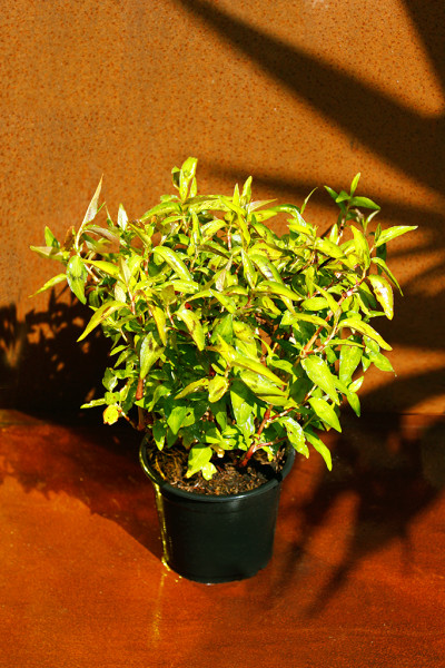 Coriandrum sativum - Vietnamesischer Koriander