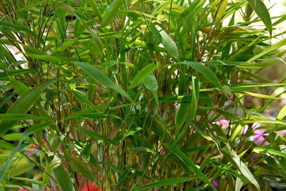 Kleiner Gartenbambus Fargesia murielae Mini  