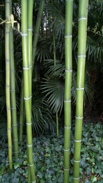 Eleganter Bambus, Phyllostachys vivax Mc Clure