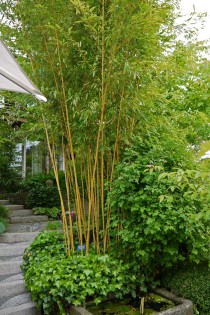 Goldener Peking Bambus, Phyllostachys aureosulcata Aureocaulis
