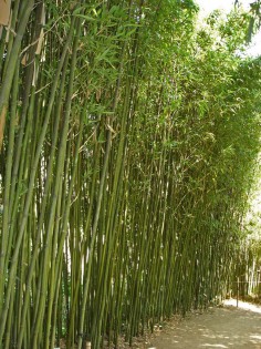 Säulen Bambus, Semiarundinaria fastuosa