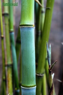 Blauer Bambus, Phyllostachys glauca