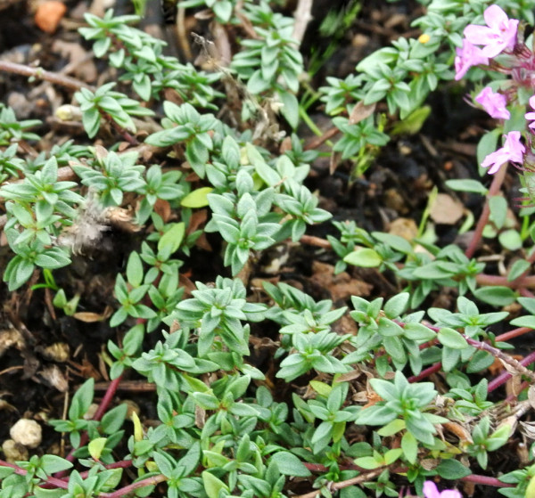 Kümmelthymian, Thymus herba-barona