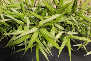 Gestreifter schwarzer Bambus, Phyllostachys Nigra aureo variegata