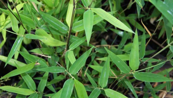 Kleiner Bambus, Phyllostachys Tip Top varioauriculata