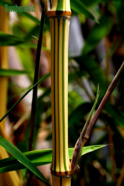 Zauber Bambus, Phyllostachys vivax Aureocaulis