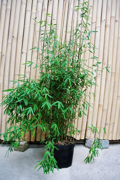 Black Cherry Bambus, Fargesia spez. 'Jiuzhaigou 4'
