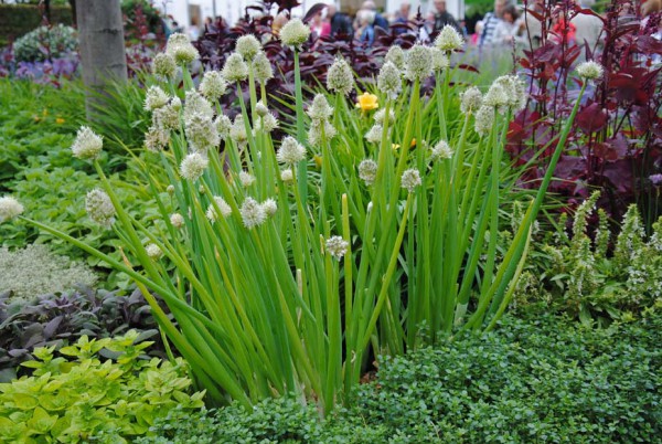 Schnittknoblauch, Allium tuberosum